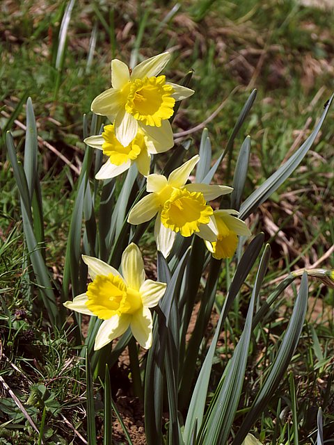 Narcisse jaune ou jonquille, narcissus pseudonarcissus
