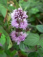 Menthe aquatique