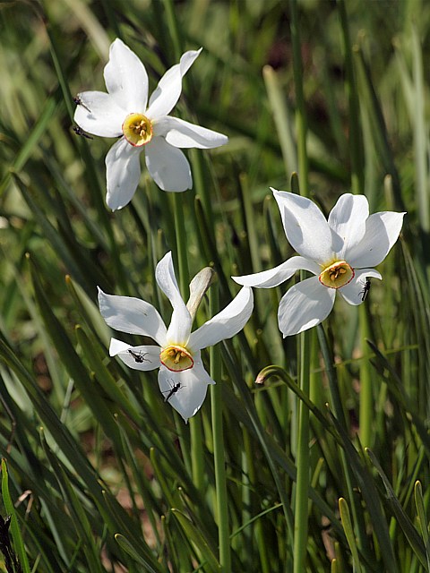 Narcisses  fleurs rayonnantes, narcissus radiiflorus