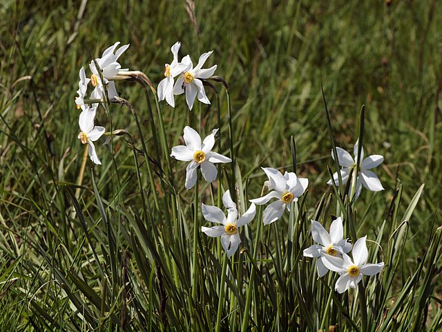 Narcisses  fleurs rayonnantes, narcissus radiiflorus