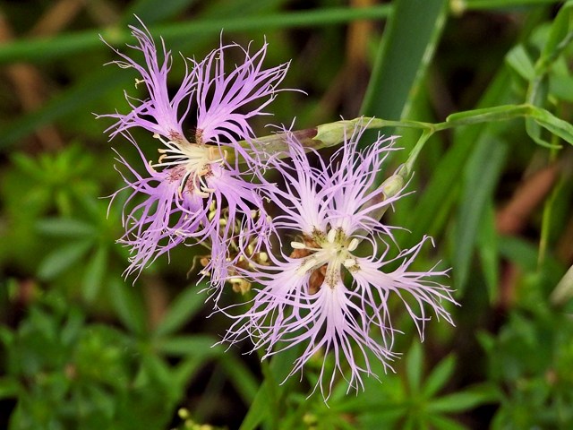 Oeillet superbe, dianthus superbus