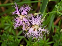 oeillet superbe, dianthus superbus
