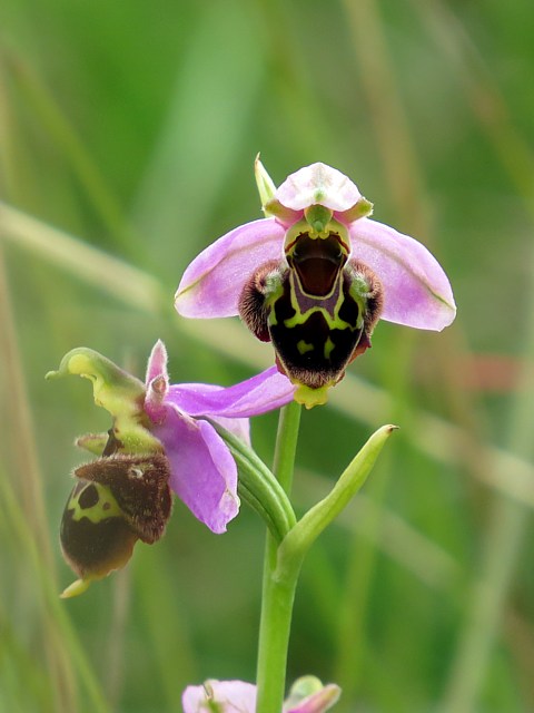 Ophrys bourdon, ophrys fuciflora