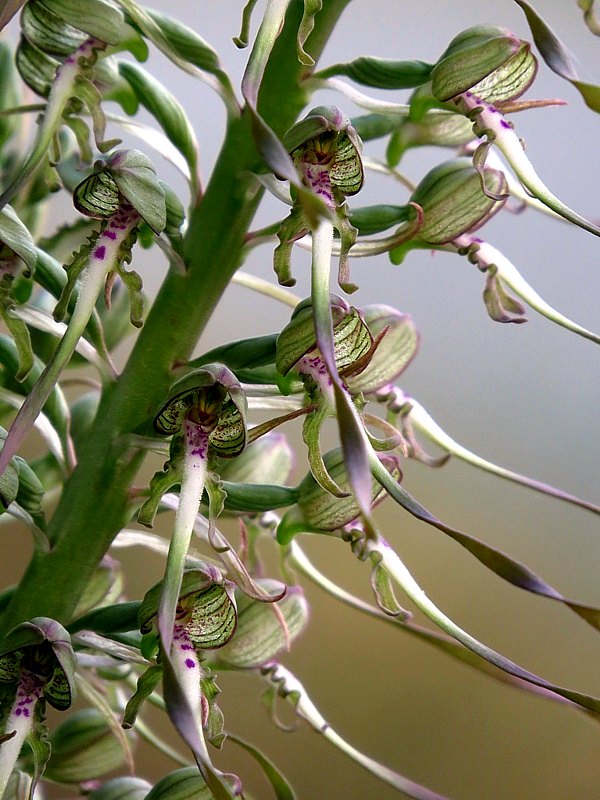 Orchis bouc, dtails
