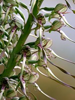 Orchis bouc, himantoglossum hircinum