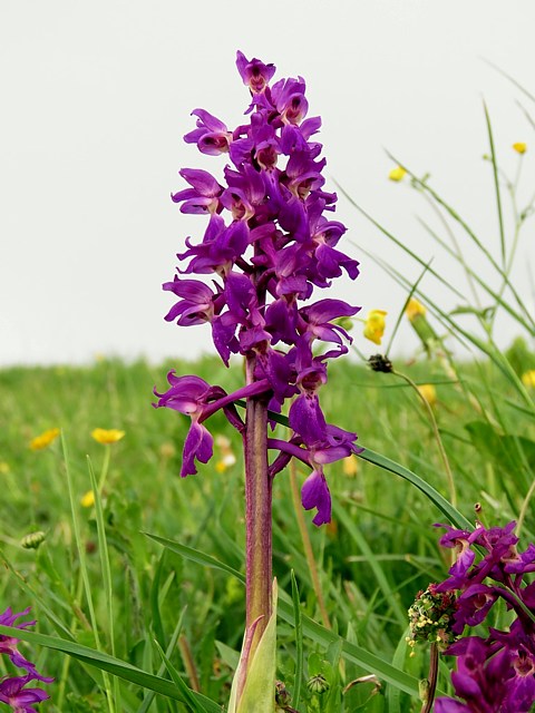 Orchis mle, orchis mascula