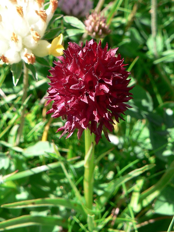 Orchis vanille, nigritella nigra