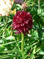 orchis vanille, nigritella nigra