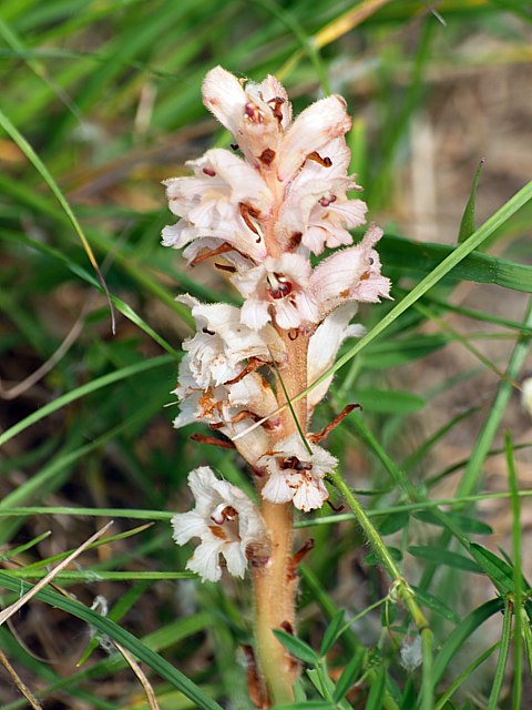 Petite orobanche - orobanche minor