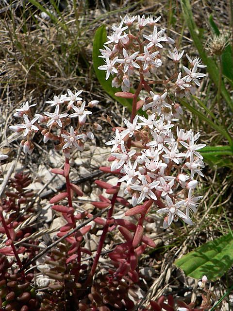 Orpin blanc, heracleum sphondylium