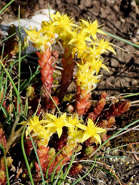 Orpin âcre, sedum acre