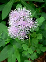 pigamon à feuilles d'ancolie, thalictrum aquilegiifolium