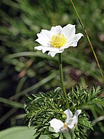 Pulsatille des Alpes, pulsatilla alpina
