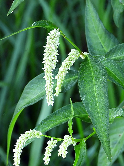 Renoue  feuilles d'oseille, persicaria lapathifolia