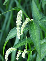 Renouée à feuilles d'oseille, persicaria lapathifolia