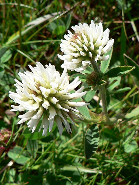 Trfle blanc, trifolium repens
