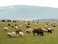 Troupeau de moutons près de Boudevilliers
