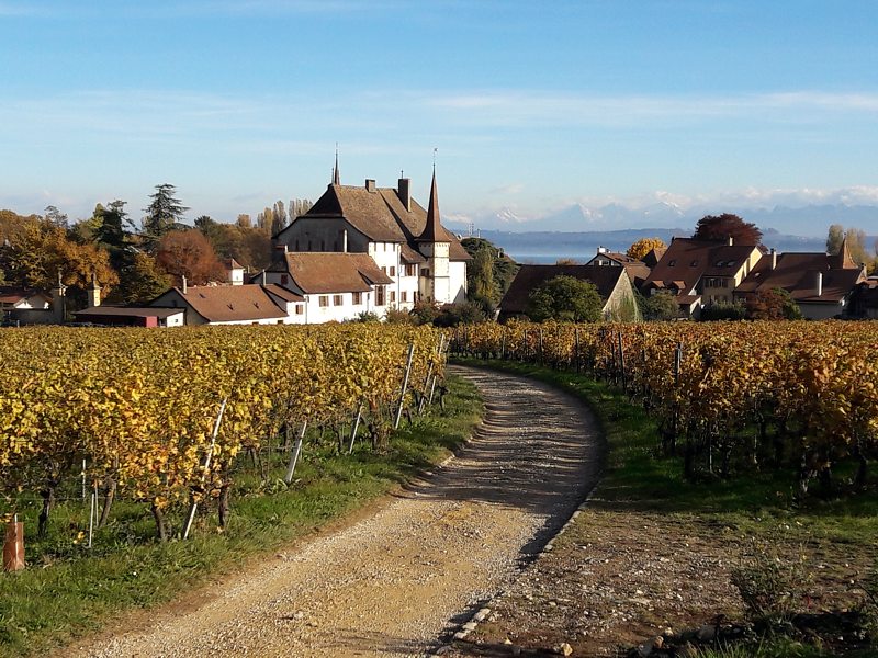 Vignoble du chteau d'Auvernier