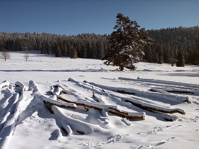 Coupe de bois dans la neige