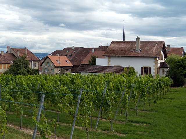 Cortaillod, village viticole