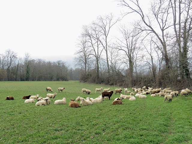 Troupeau de moutons à Areuse
