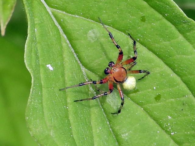 Araniella opisthographa