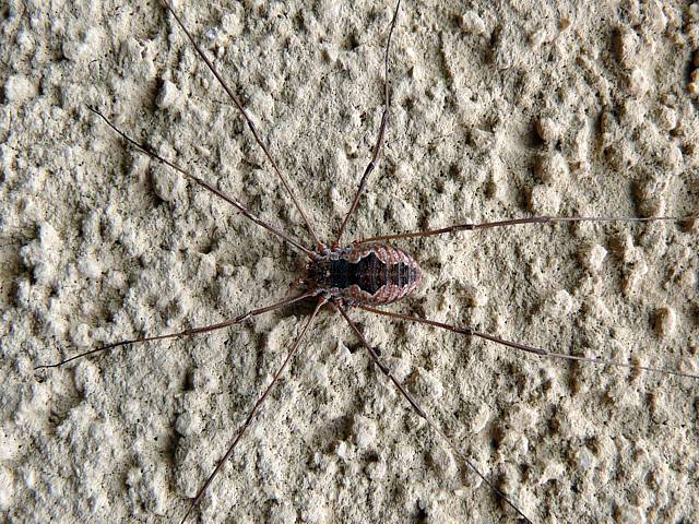 Mitopus morio, opilion