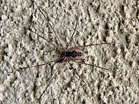 mitopus morio, opilion