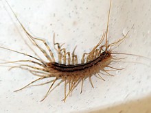 Scutigère, scutigera oleoptrata