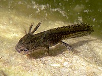 Larve de triton