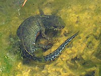 TZriton dans la mare