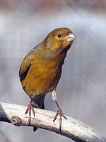 Canari mâle