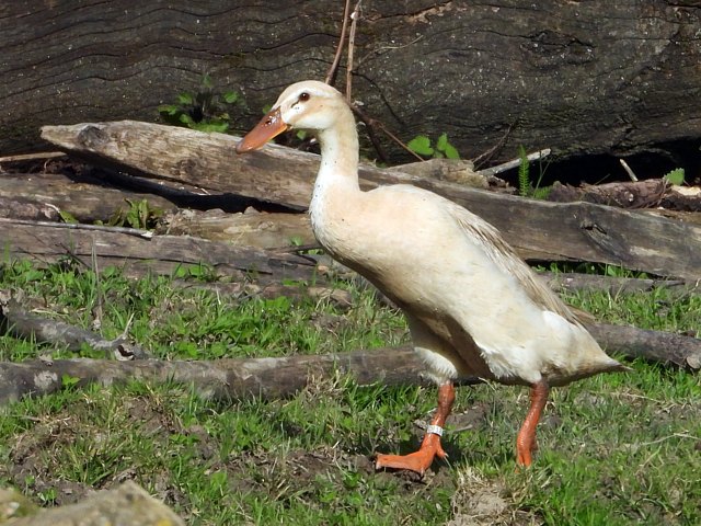 Coureur indien, anas platyrhynchos  domesticus