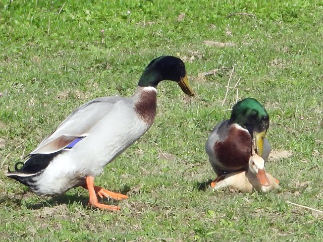 Coureur indien, anas platyrhynchos  domesticus