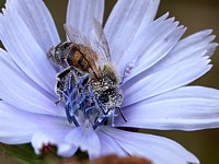 bain de pollen