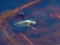 acilius canaliculatus