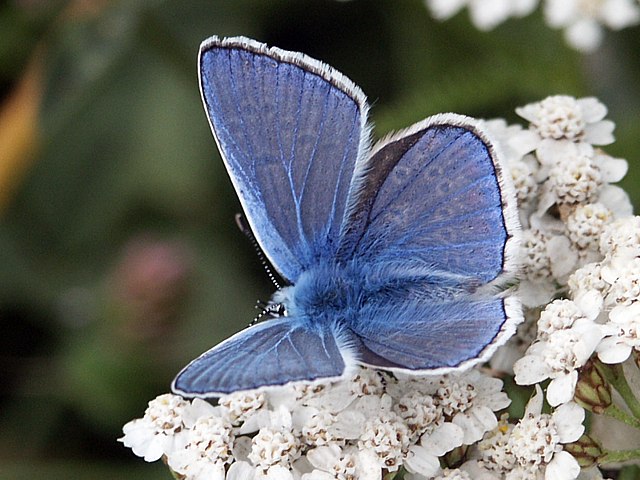 Argus bleu, polyommatus icarus