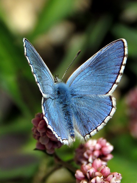 Argus bleu-céleste, polyommatus bellargus