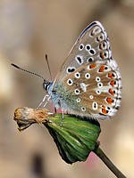 Argus bleu-céleste, polyommatus bellargus