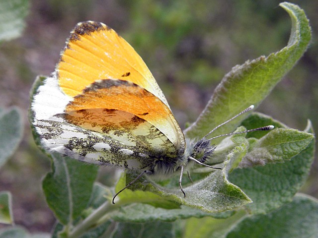 Aurore, anthocharis cardamines