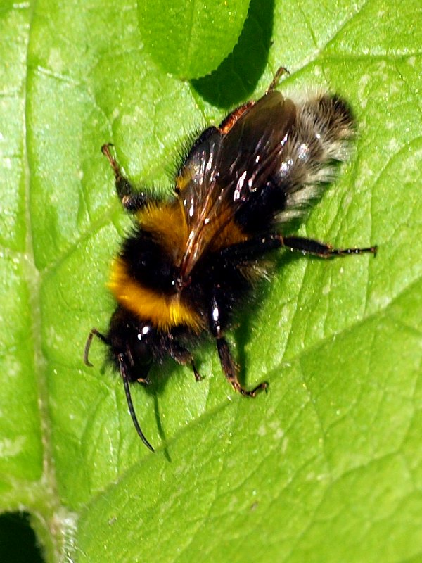 Bourdon des jardins, bombus hortorum