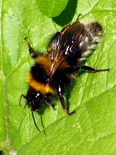 Bourdon des jardins, bombus hortorum