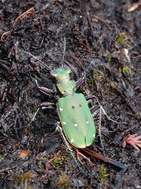 Cicindèle champêtre, cicindela campestris