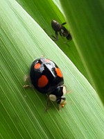 coccinelle asiatique
