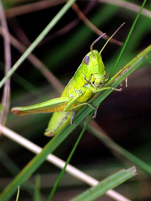 Criquet des genevriers, euthystira brachyptera