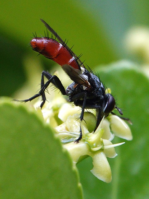 Cylindromyia bicolor