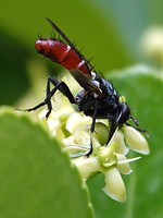 Cylindromyia, cylindromyia bicolor