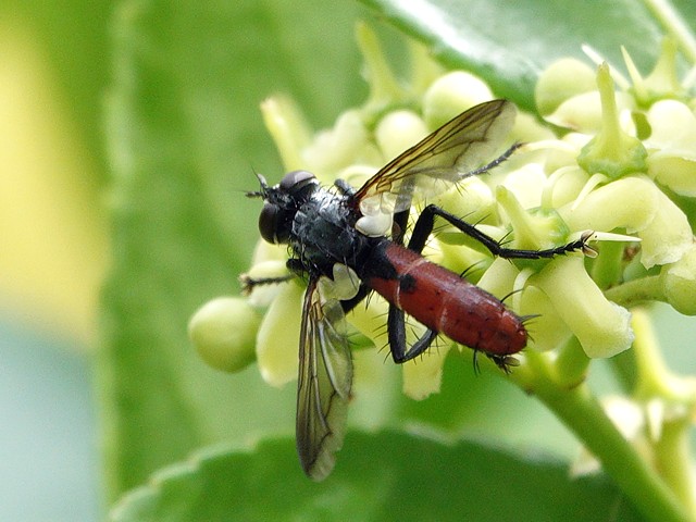 Cylindromyia bicolor