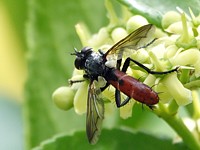 Cylindromyia, cylindromyia