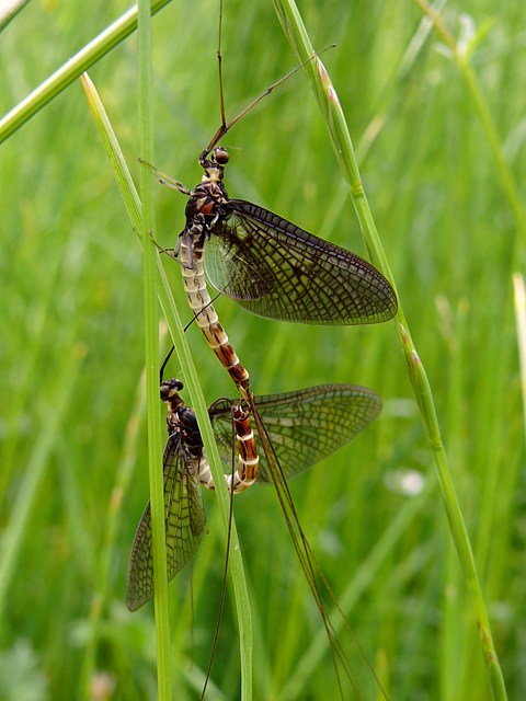 Couple d'�ph�m�res